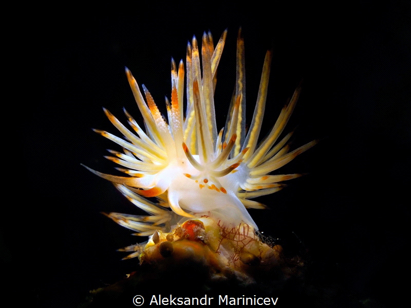 Sakuraeolis nungunoides
Anilao, Philippines by Aleksandr Marinicev 
