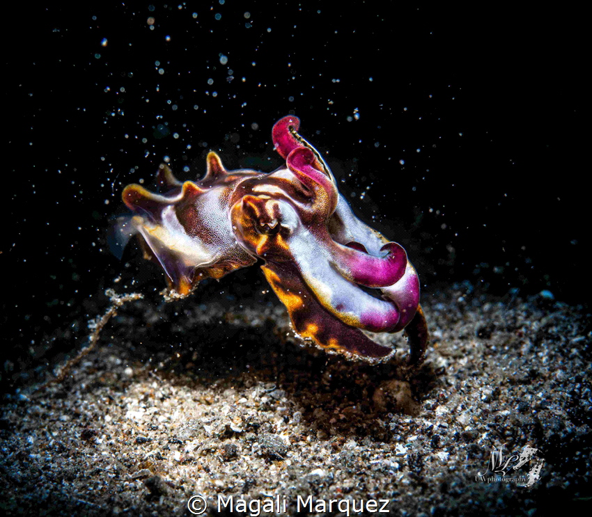 Flamboyant cuttlefish with Retra LSD by Magali Marquez 
