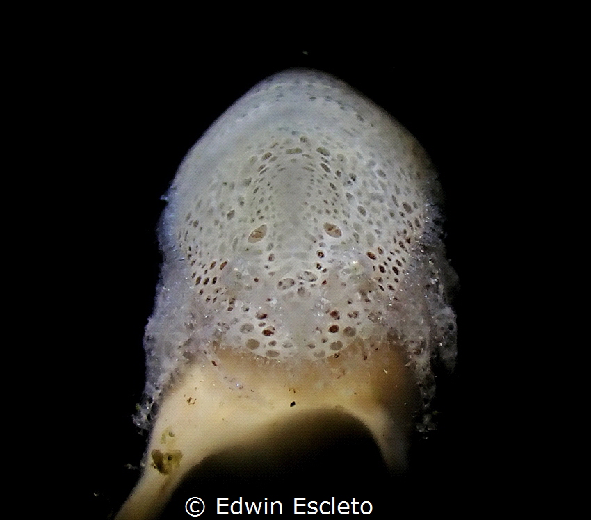 cryptic sponge shrimp by Edwin Escleto 