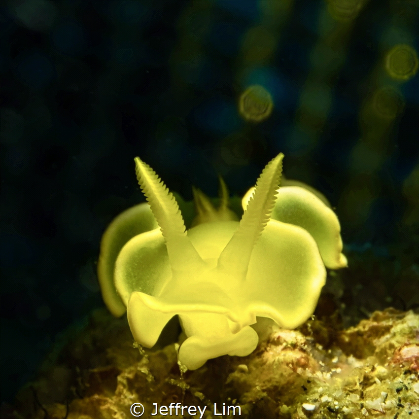 Yellow nudi by Jeffrey Lim 
