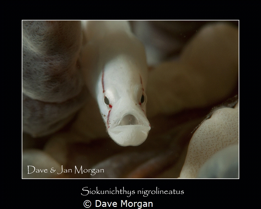 The Mushroom Coral Pipefish is a challenge to photograph,... by Dave Morgan 