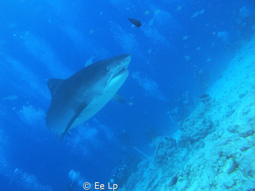 Galeocerdo cuvier (Tiger shark) in Fuvahmulah watched by ... by E&e Lp 