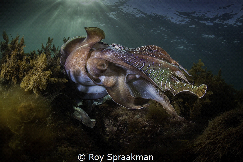 Giant Australian Cuttlefish taken at Whyalla, South Austr... by Roy Spraakman 