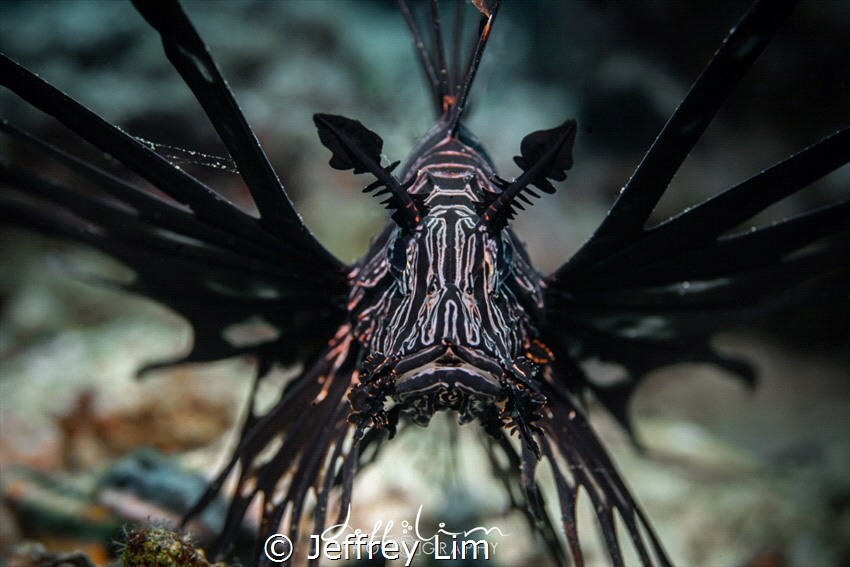 Black Lionfish by Jeffrey Lim 