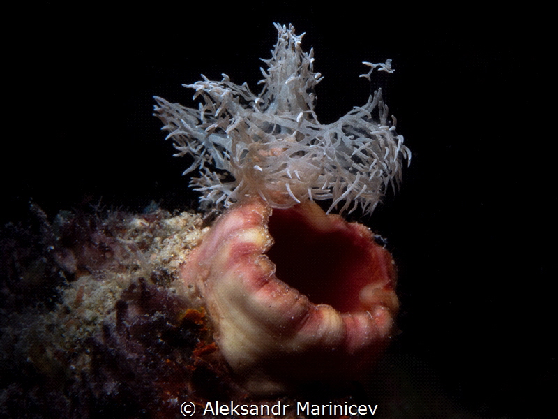 Ghost Nudibranch
Romblon Island, Philippines by Aleksandr Marinicev 