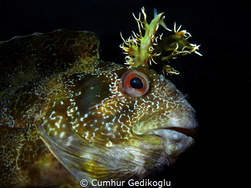 Parablennius gattorugine
What a beautiful branched head ... by Cumhur Gedikoglu 