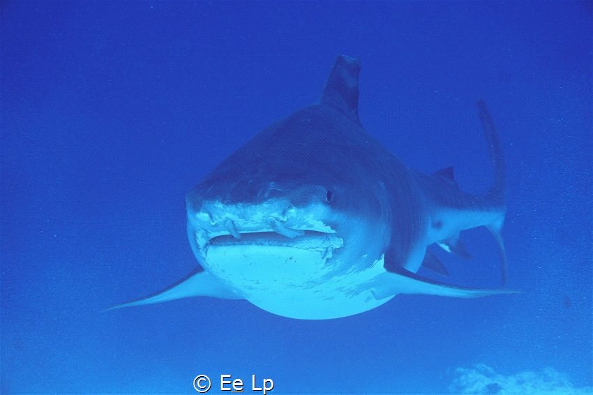 Brave remora's in Fuvahmulah !! Galeocerdo cuvier (Tiger ... by E&e Lp 