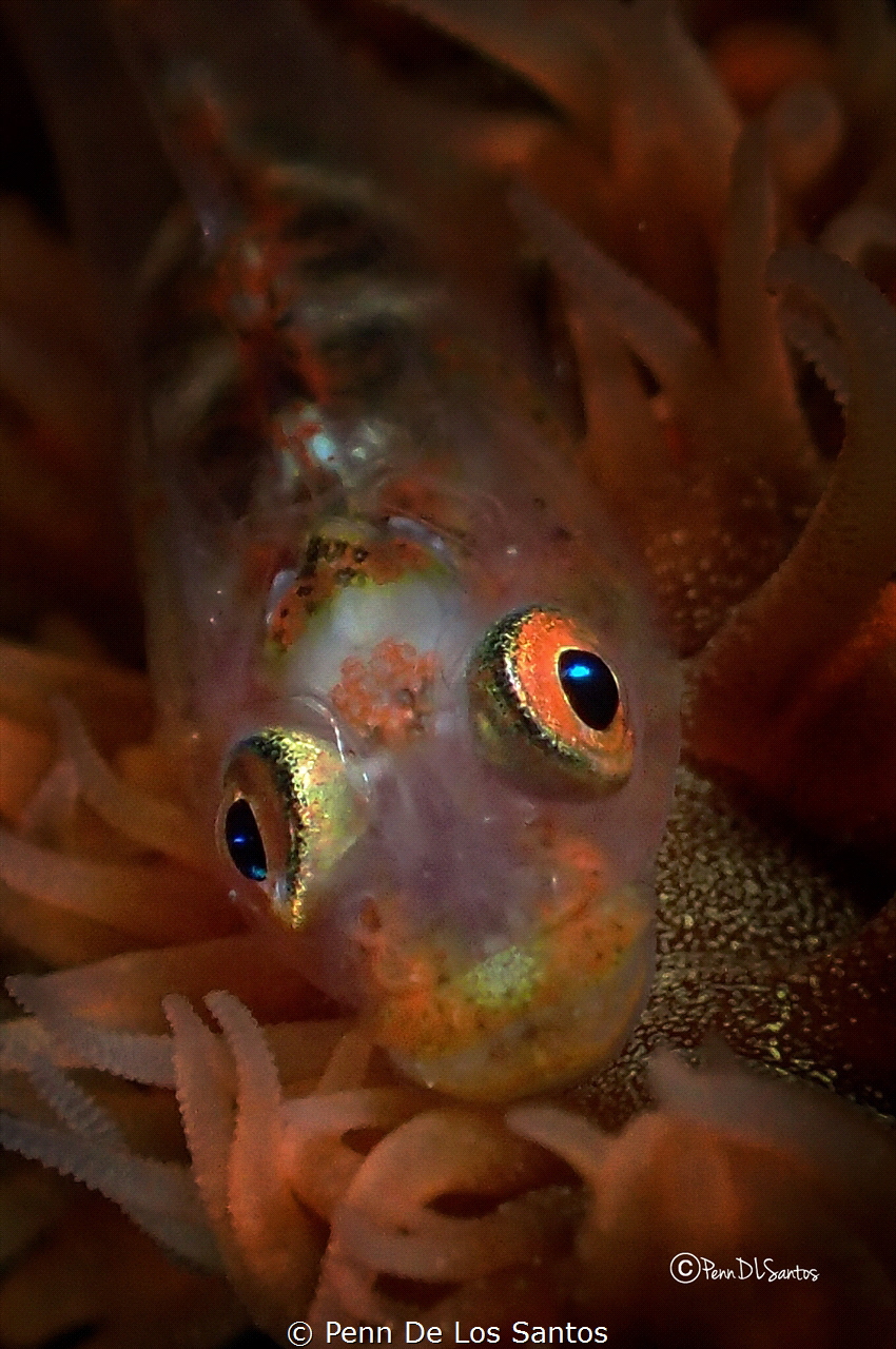 Goby on whip coral by Penn De Los Santos 