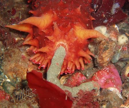 Sea Cucumber doing its business in the Puget Sound by Kelly Cowell 