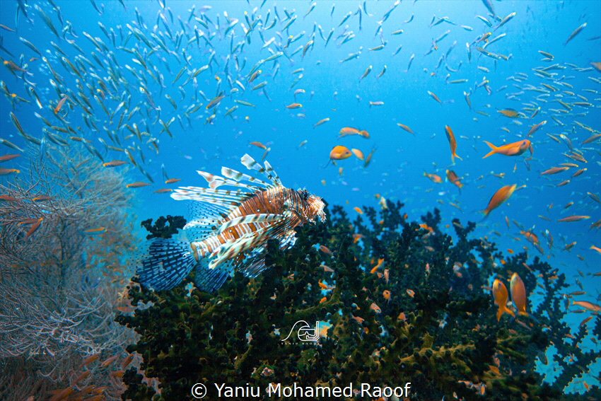 Image was taken in Baa Atoll, Maldives at around 20m on a... by Yaniu Mohamed Raoof 