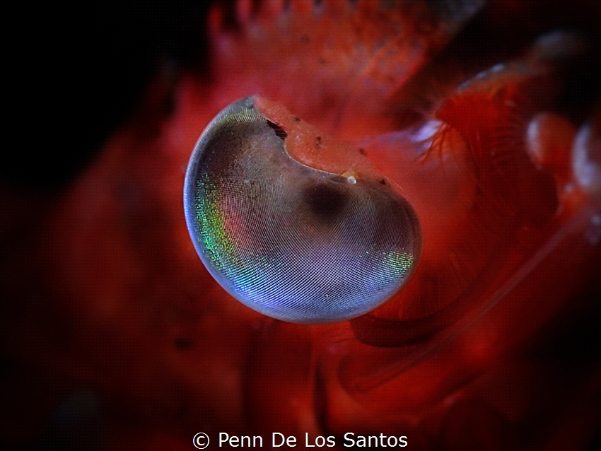 Shrimp eye by Penn De Los Santos 