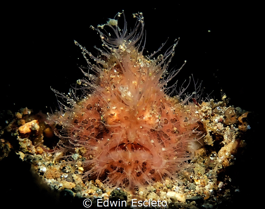 hairyfrog fish by Edwin Escleto 