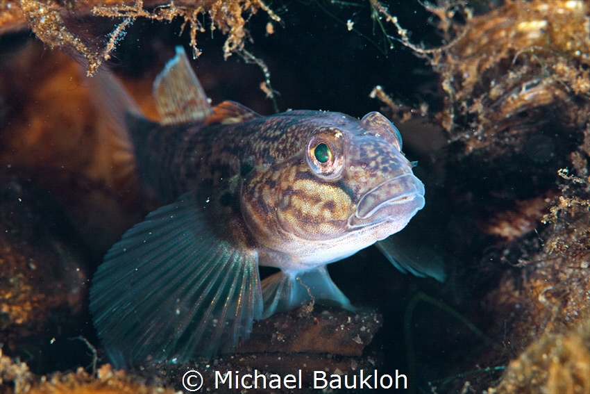 Gobiidae by Michael Baukloh 