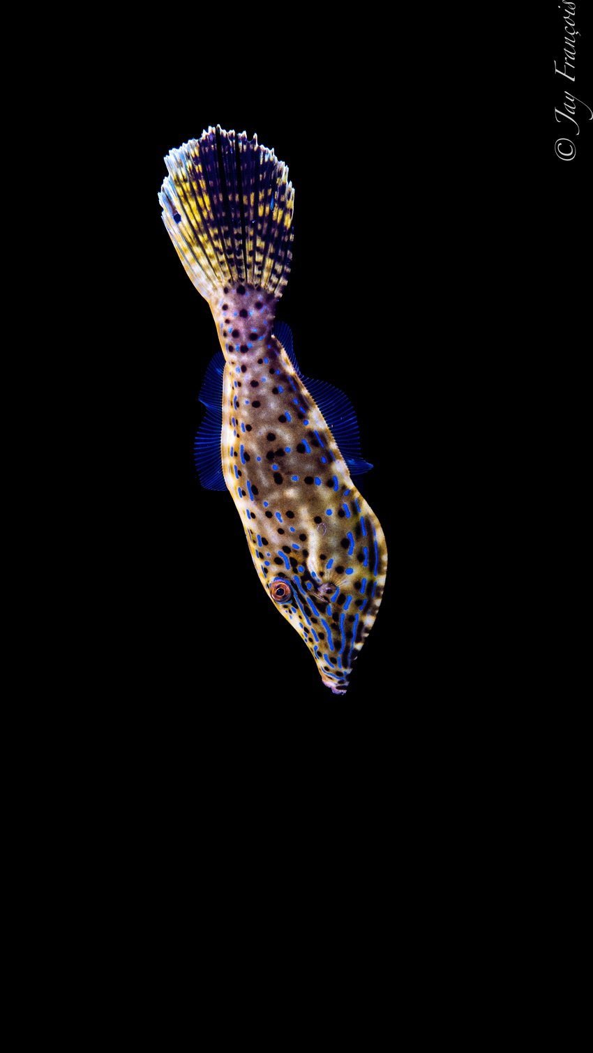 Juvenile Scribbled leatherjacket filefish. Cloudy day mad... by Jay François 