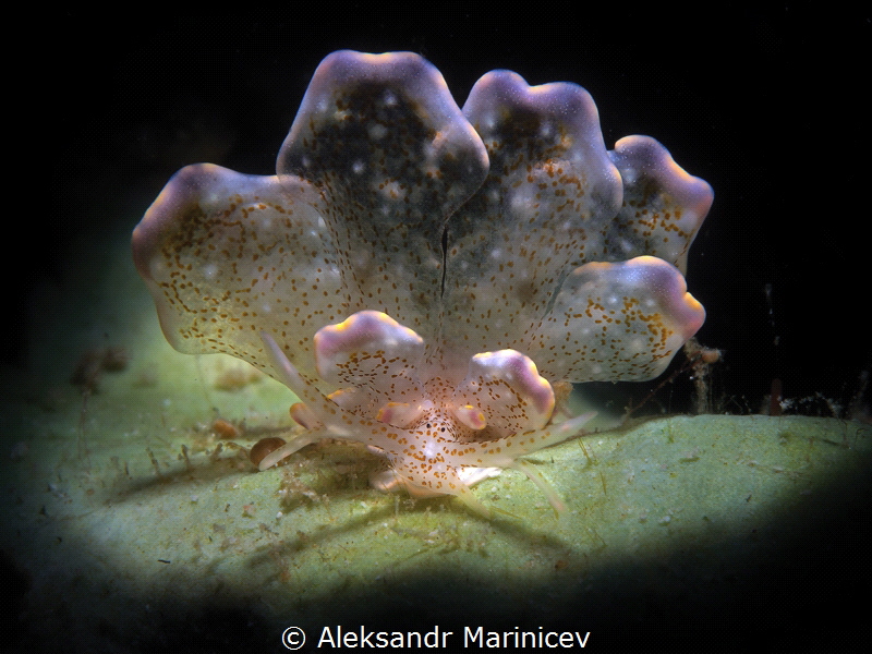 Cyerce Bourbonica Nudibranch
Romblon Island, Philippines by Aleksandr Marinicev 