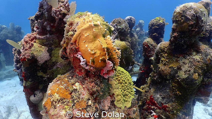 “There’s something below the surface” Dive off the coast ... by Steve Dolan 