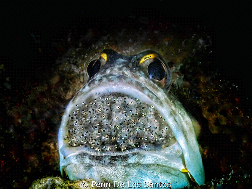 Mouth brooding Jawfish by Penn De Los Santos 