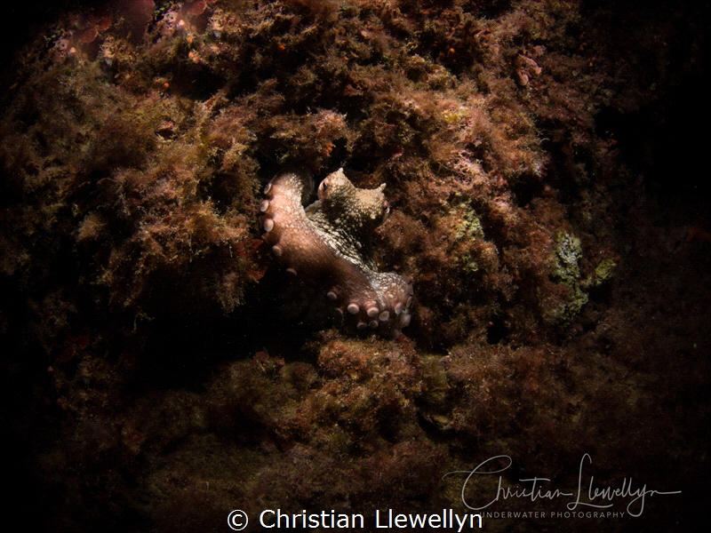 Octopus 
Cirkewwa Malta by Christian Llewellyn 