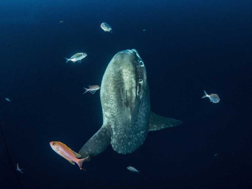 You do a wreckdive to the U455 (92-118m depth), and then ... by Brenda De Vries 