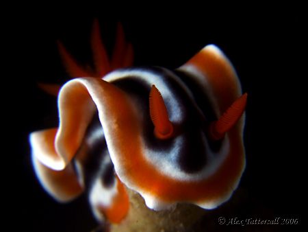 My favourite nudi shot from the last trip... night dive i... by Alex Tattersall 