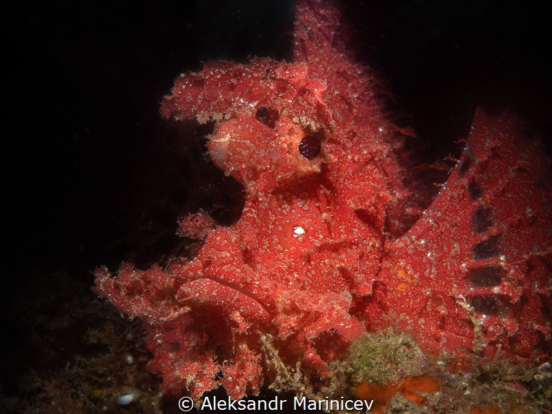 Rhinopias Scorpionfish
Anilao, philippines by Aleksandr Marinicev 