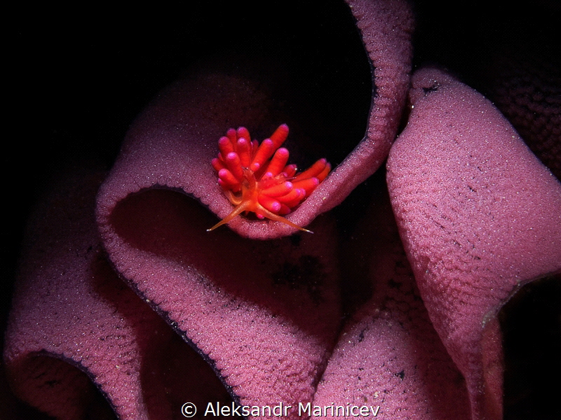 Favorinus mirabilis nudibranch
Anilao, Philippines by Aleksandr Marinicev 