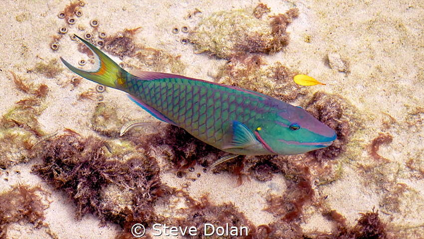 An adult Stoplight Parrot in Tobacco Bay, Bermuda by Steve Dolan 