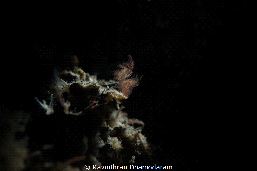 This is such a difficult subject-Hairy Shrimp as it const... by Ravinthran Dhamodaram 