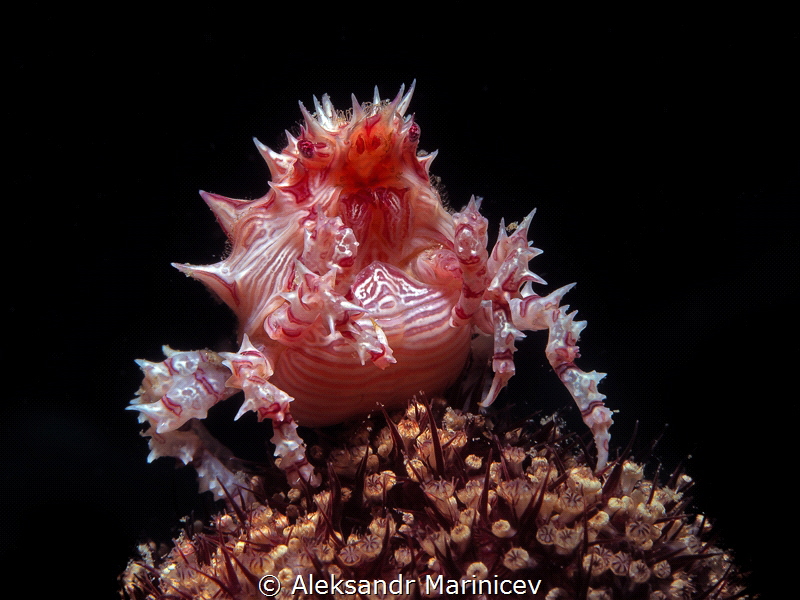 Candy Crab (Hoplophrys oatesi)
Romblon Island, Philippines by Aleksandr Marinicev 