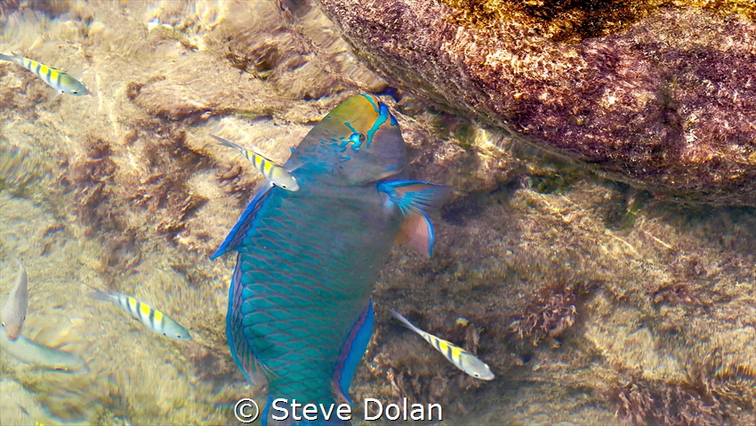 Parrotfish feeding in Tobacco Bay near shore in crystal c... by Steve Dolan 