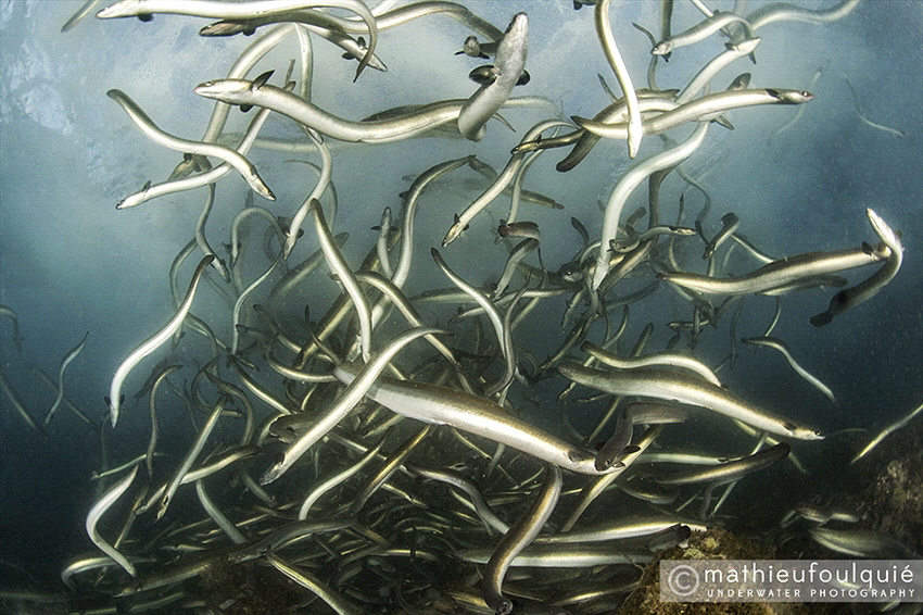 European eels (Anguilla anguilla),  critically endangered... by Mathieu Foulquié 