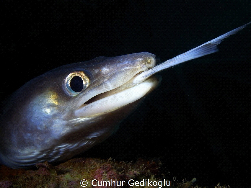 Conger conger
Subject in subject by Cumhur Gedikoglu 