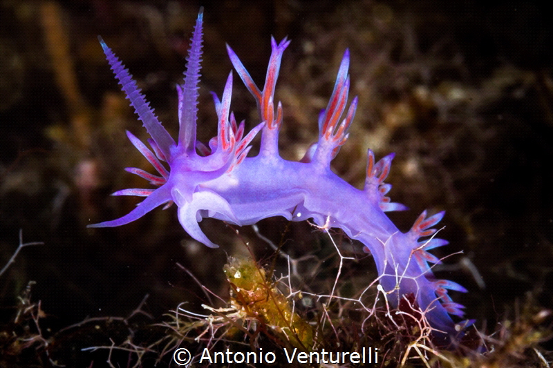 This Flabellina here is about 3 cm. long.. I like to shot... by Antonio Venturelli 