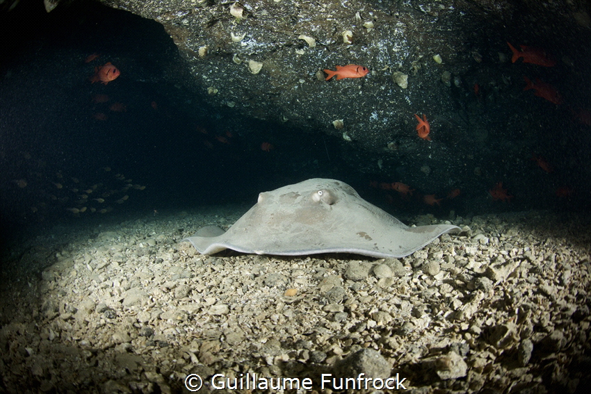 Inside a cave, a ray was resting. Photography take at Nuk... by Guillaume Funfrock 