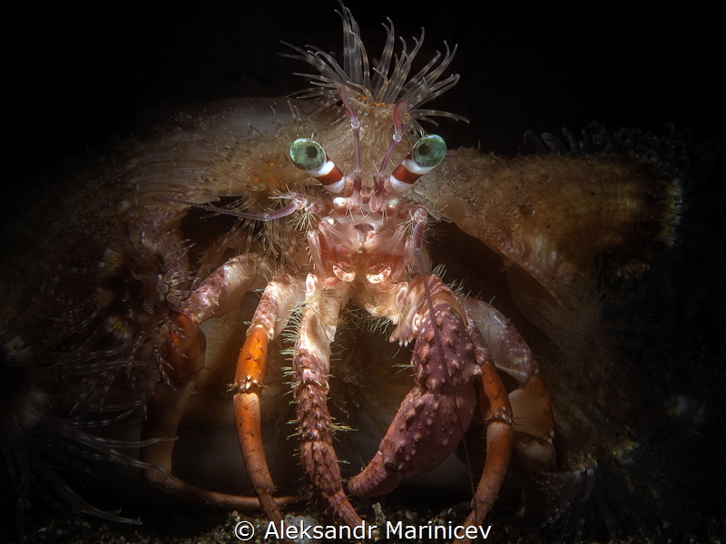 Anemone hermit crab (Dardanus pedunculatus)
Romblon Isla... by Aleksandr Marinicev 