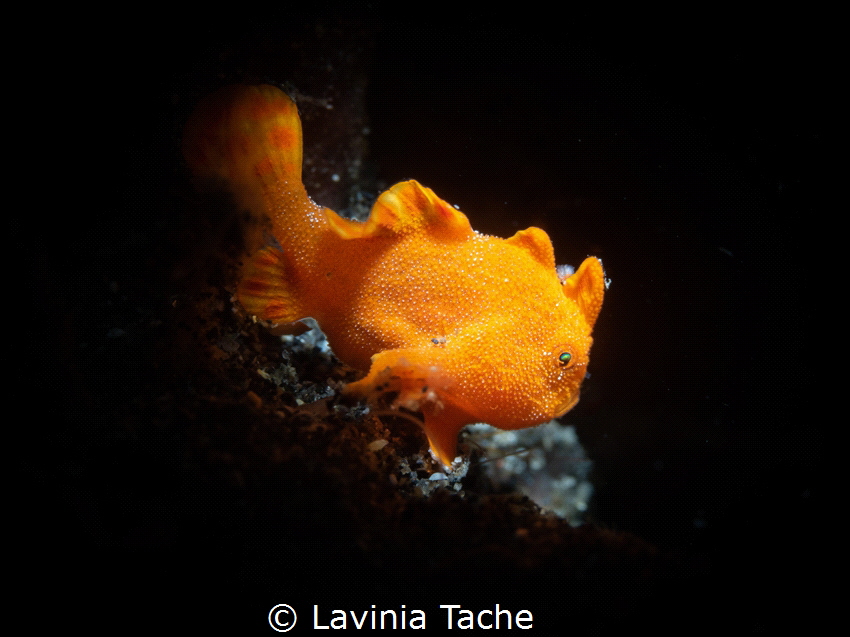 Snap on baby frogfish
Dive site : Lembeh Strait, Indones... by Lavinia Tache 