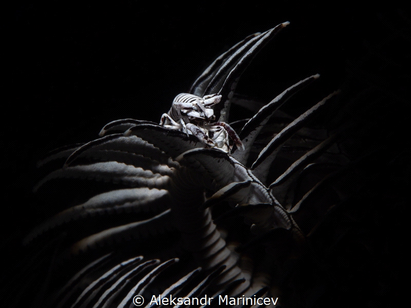Leopard crinoid shrimp
Anilao, Philippines by Aleksandr Marinicev 