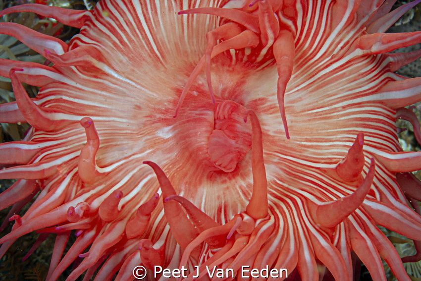 Striped Sea Anemone by Peet J Van Eeden 