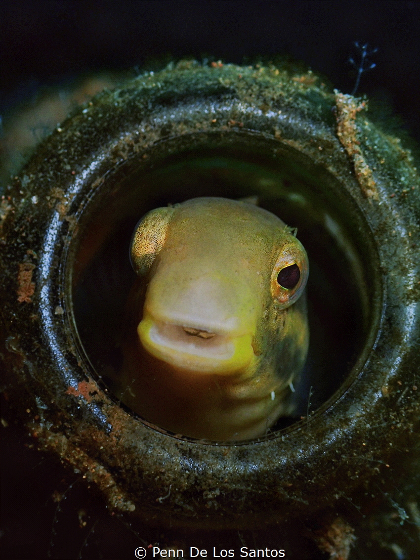 Blenny in a bottle by Penn De Los Santos 