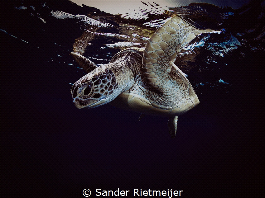 Turtle in the dark by Sander Rietmeijer 