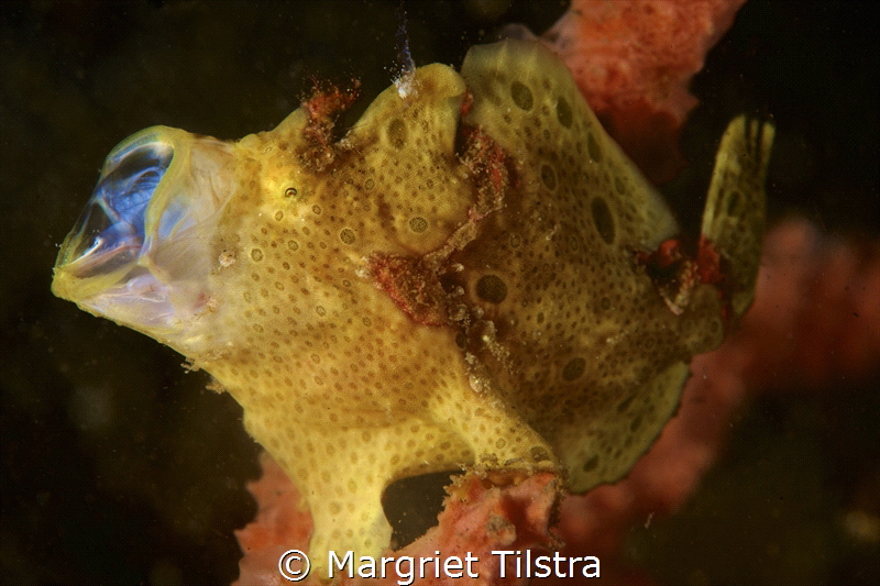 Yawning frogfish
Nikon D750, Nikkor 105mm, ISO 100, f22,... by Margriet Tilstra 