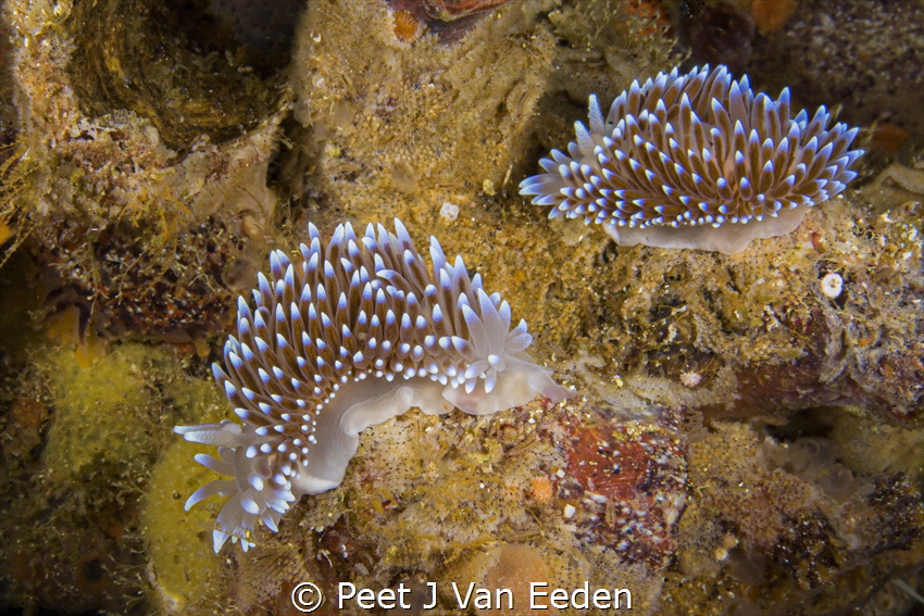 A couple of Silvertip Nudibranchs by Peet J Van Eeden 