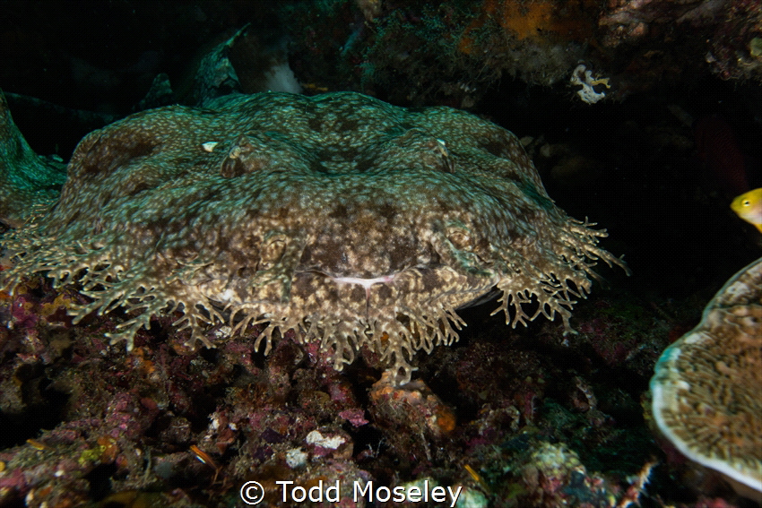 Wobbegong shark. Happy New Year. Thank you for all the gr... by Todd Moseley 