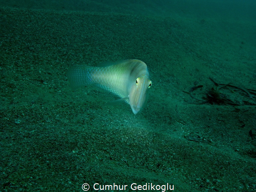 Xyrichtys novacula
Pearly razorfish or cleaver wrasse by Cumhur Gedikoglu 