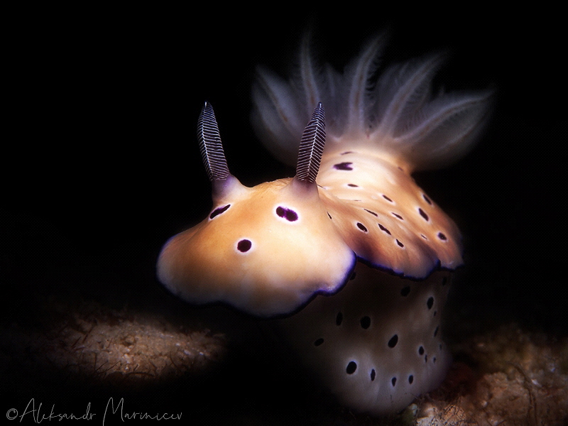 Hypselodoris tryoni
Romblon Island, Philippines by Aleksandr Marinicev 