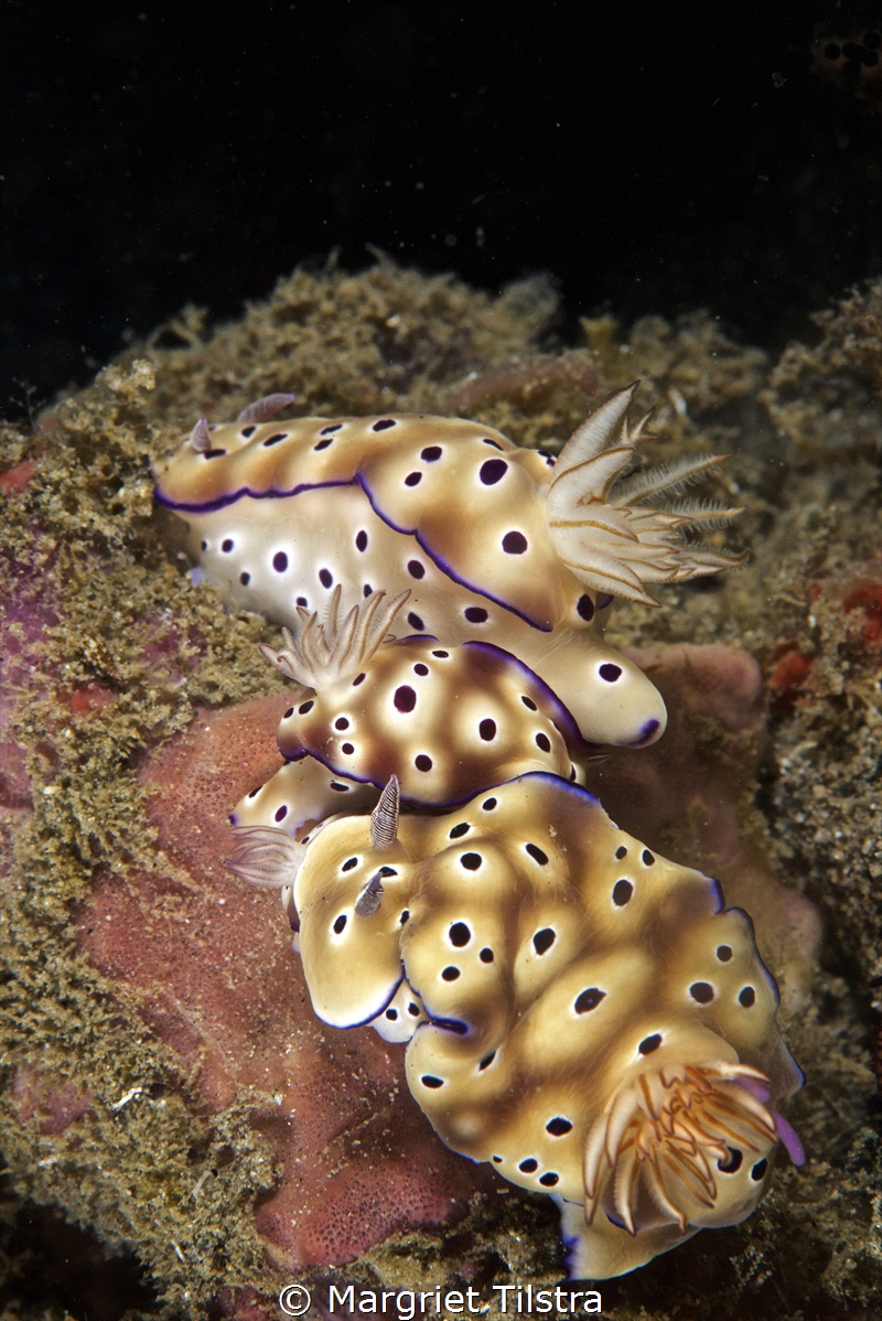 Three in a row
Three Hypselodoris tryoni nudibranchs dur... by Margriet Tilstra 