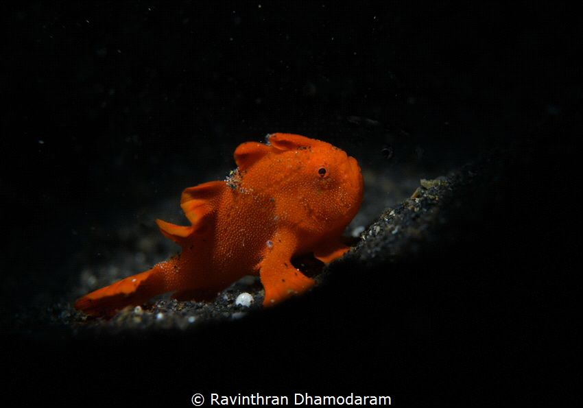 Baby Frog Fish by Ravinthran Dhamodaram 