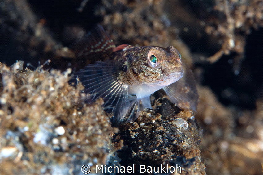 Neogobius fluviatilis,
Boschmolenplaas, Panheel by Michael Baukloh 