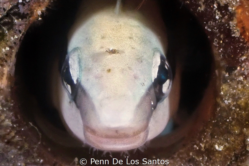 Aspidontus taeniatus by Penn De Los Santos 