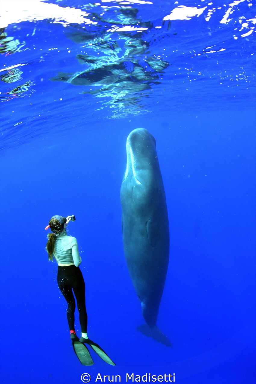 Aussie marine biologist gets up close to a sleeping Carib... by Arun Madisetti 